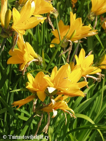 Hemerocallis middendorffii
